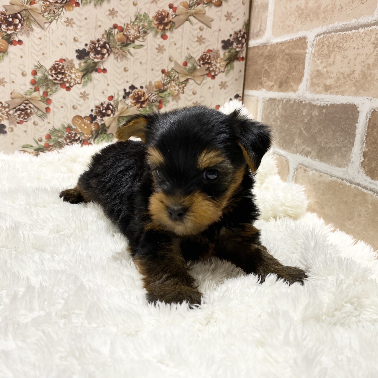 長野県のヨークシャーテリア (犬の家＆猫の里カインズ梓川店/2025年10月25日生まれ/男の子/スチールブルータン)の子犬の1枚目の画像