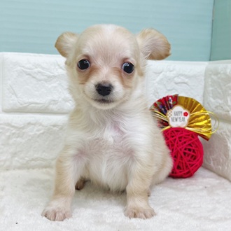 静岡県のチワックス(チワワ×ダックス) (犬の家＆猫の里マークイズ静岡店/2025年10月24日生まれ/女の子/クリーム)の子犬の1枚目の画像