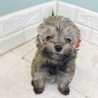 静岡県のポメプー(ポメラニアン×プードル) (犬の家＆猫の里マークイズ静岡店/2025年10月26日生まれ/女の子/フォーン)の子犬の1枚目の画像