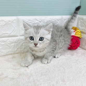 静岡県のマンチカン (犬の家＆猫の里マークイズ静岡店/2025年10月27日生まれ/男の子/シルバータビー)の子猫の1枚目の画像