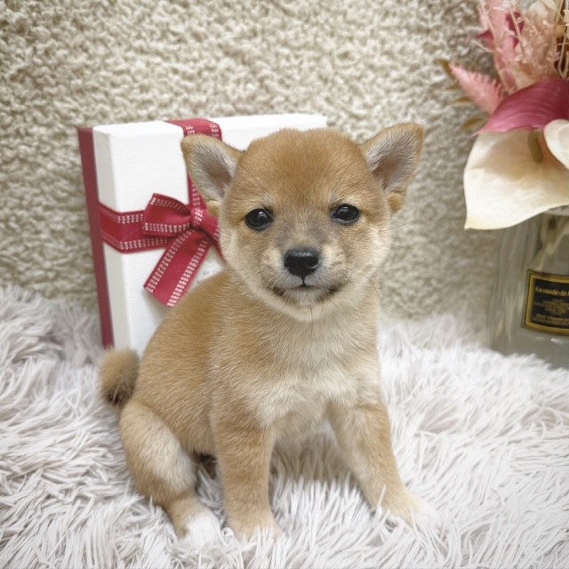 静岡県の豆柴 (犬の家＆猫の里藤枝店/2025年10月28日生まれ/女の子/赤)の子犬の1枚目の画像