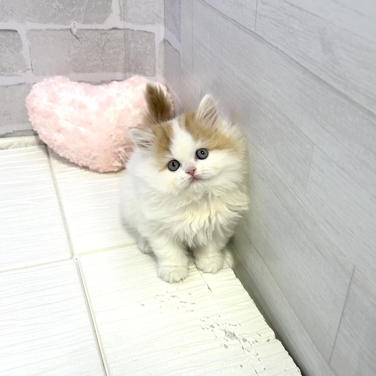 愛知県のスコティッシュフォールド (犬の家＆猫の里岡崎店/2025年10月28日生まれ/男の子/レッドタビーホワイトバン)の子猫の1枚目の画像