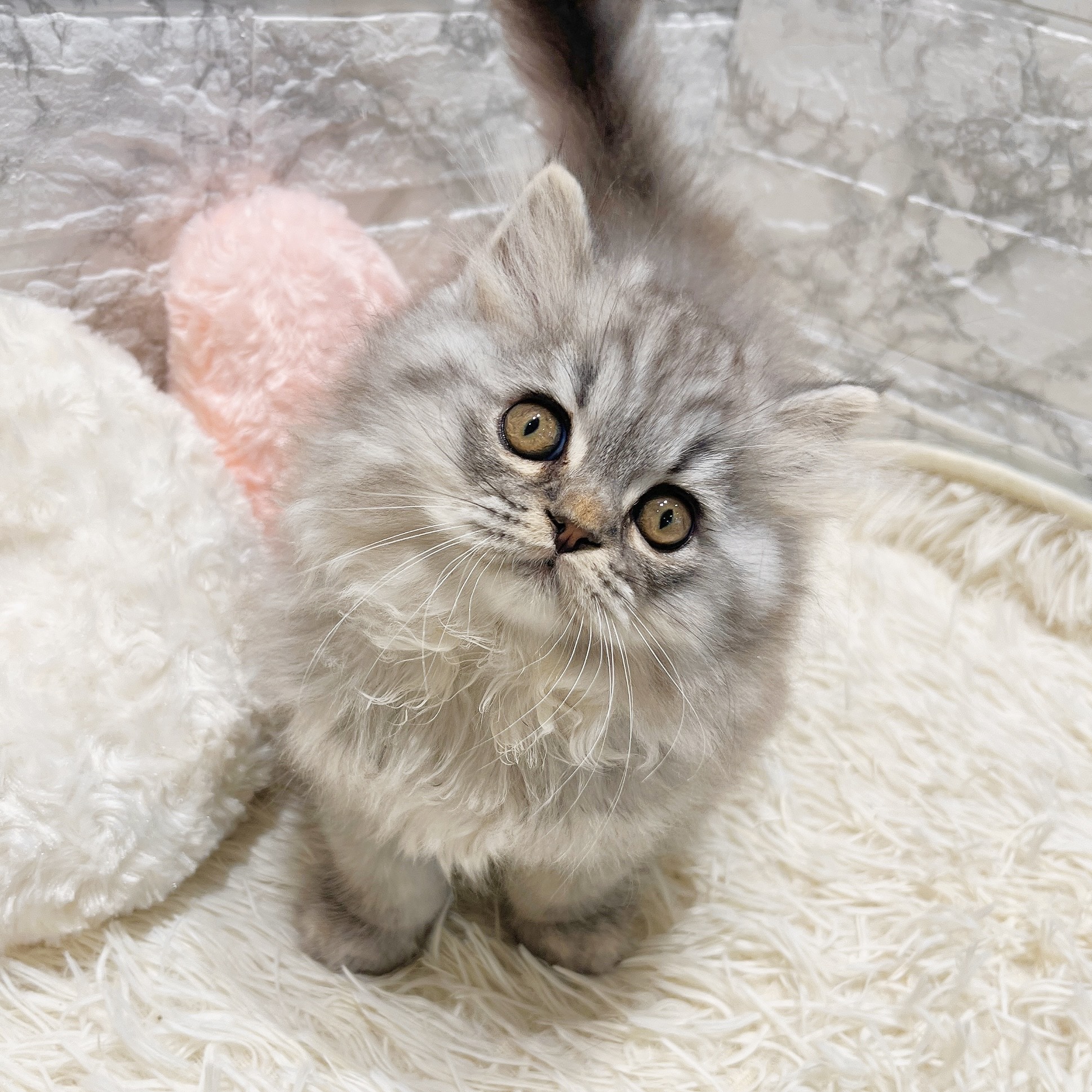 愛知県のスコティッシュストレート (犬の家＆猫の里MiO香久山店/2025年10月30日生まれ/男の子/シルバータビー)の子猫の1枚目の画像