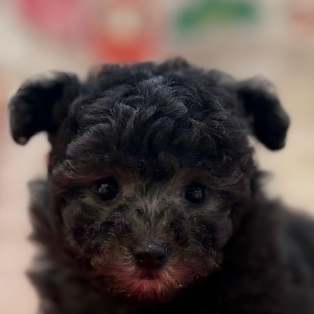 岡山県のトイプードル(タイニー) (犬の家＆猫の里倉敷店/2025年11月1日生まれ/女の子/グレー)の子犬の1枚目の画像