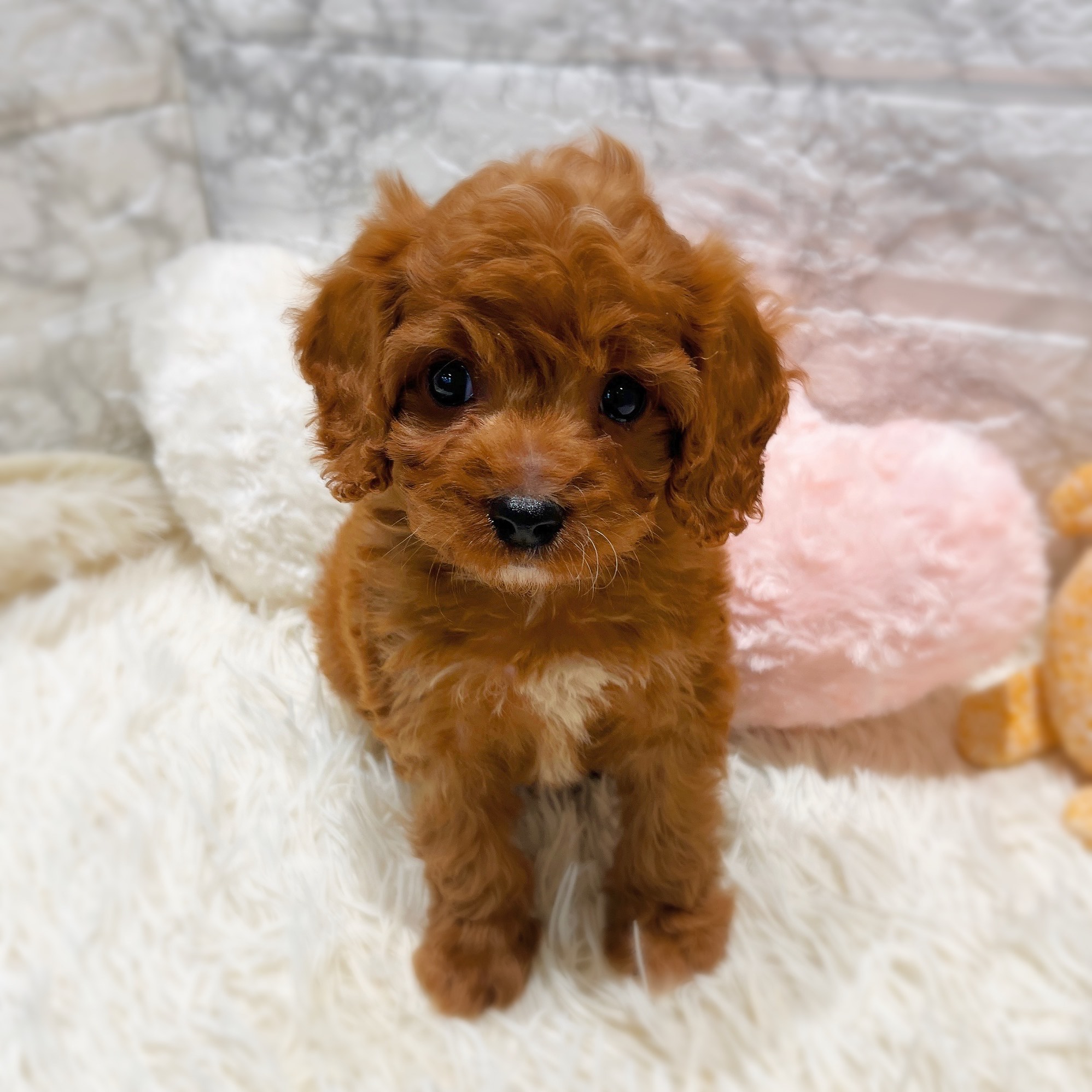 愛知県のキャバプー(キャバリア×プードル) (犬の家＆猫の里MiO香久山店/2025年11月2日生まれ/男の子/レッド)の子犬