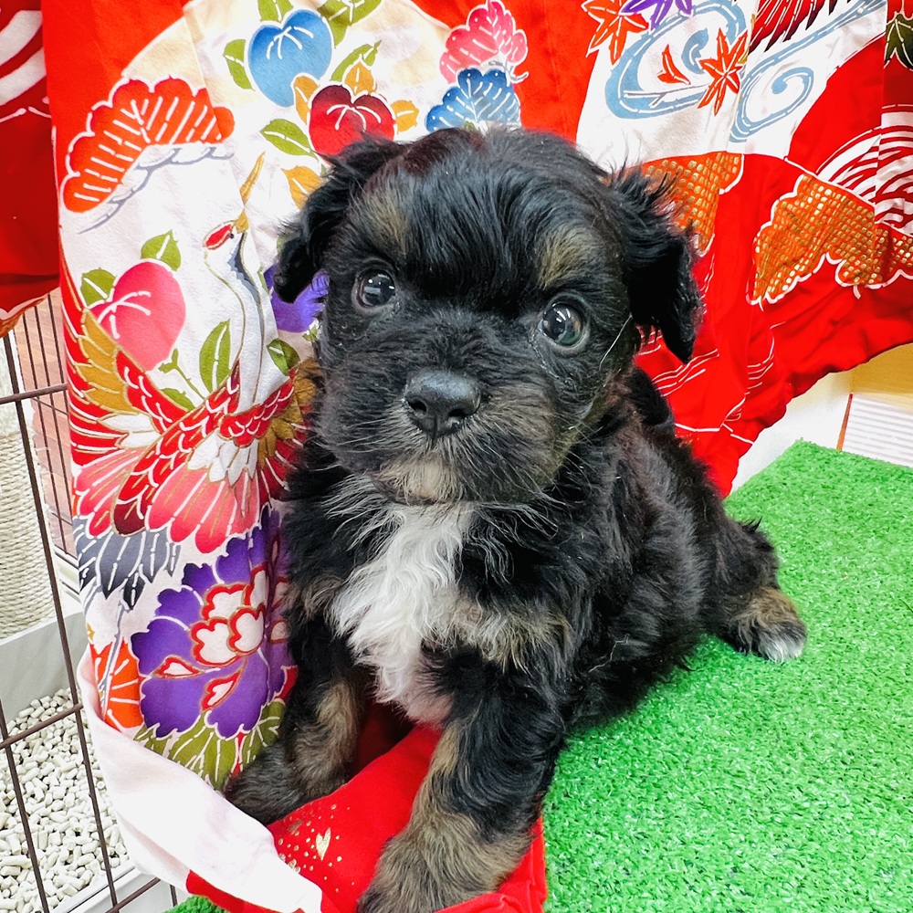 愛知県のチワプー/プーチー(チワワ×プードル) (犬の家＆猫の里名古屋天白店/2025年11月3日生まれ/男の子/ブラックタン)の子犬の1枚目の画像
