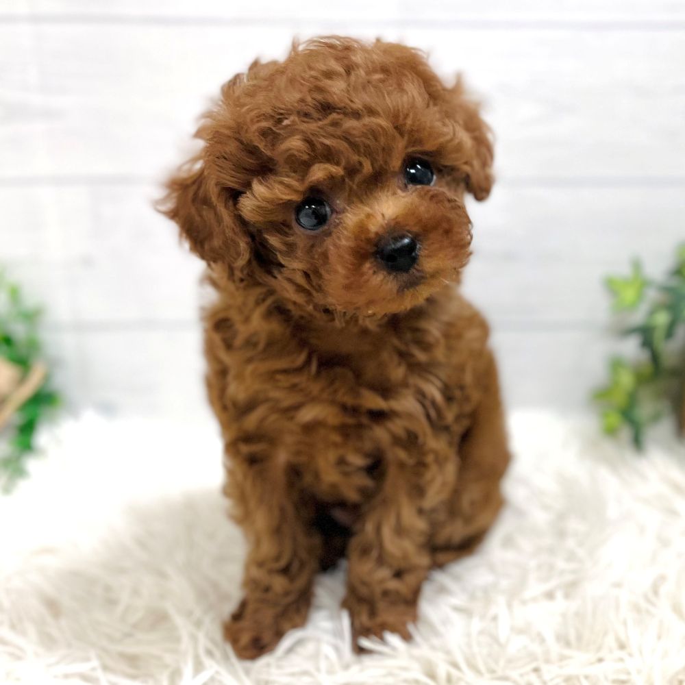 愛知県のトイプードル(タイニー) (犬の家＆猫の里豊田店/2025年11月2日生まれ/女の子/レッドフォーン)の子犬の1枚目の画像
