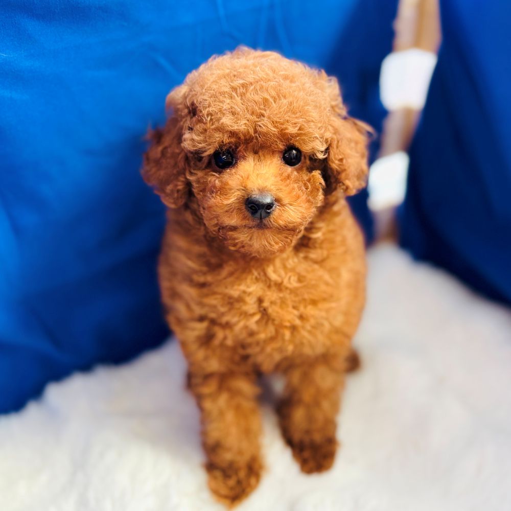愛知県のトイプードル(トイ) (犬の家＆猫の里愛知刈谷店/2025年11月5日生まれ/男の子/レッドフォーン)の子犬