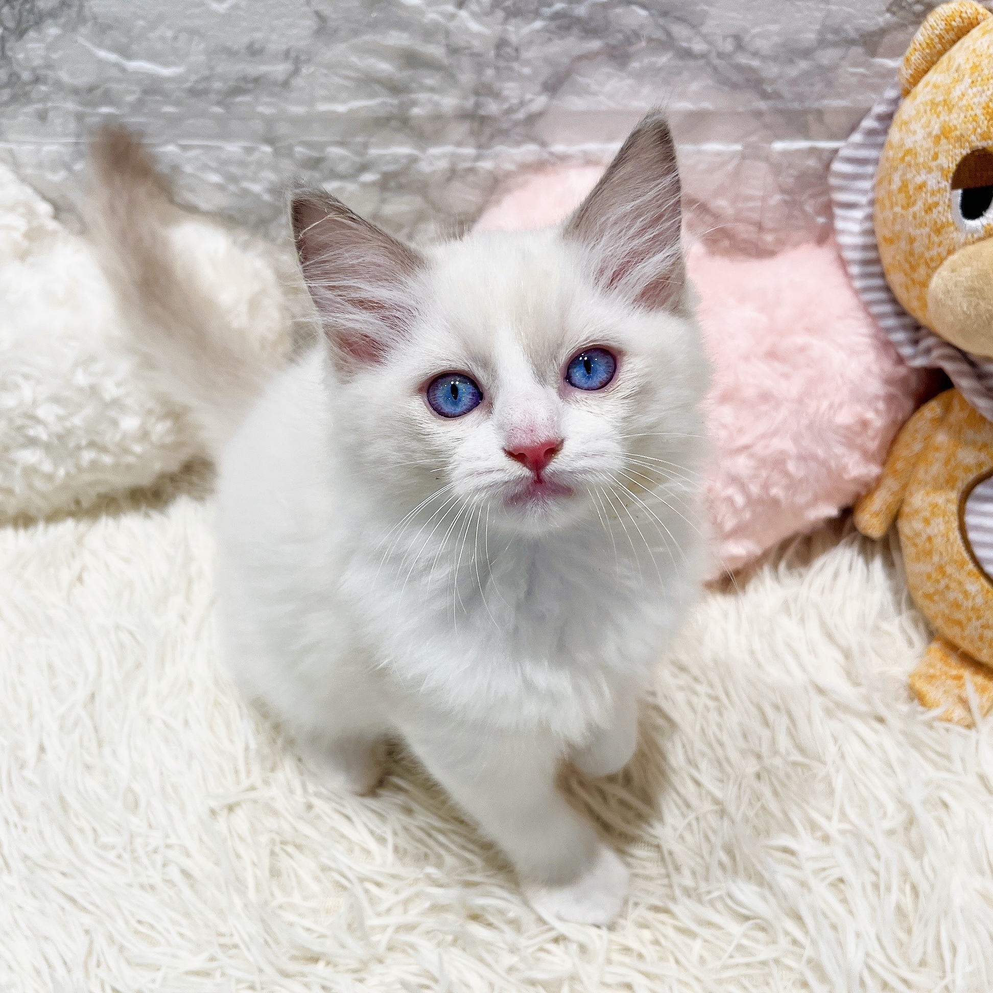 愛知県のラグドール (犬の家＆猫の里MiO香久山店/2025年11月8日生まれ/男の子/ブルーポイントバイカラー)の子猫の1枚目の画像