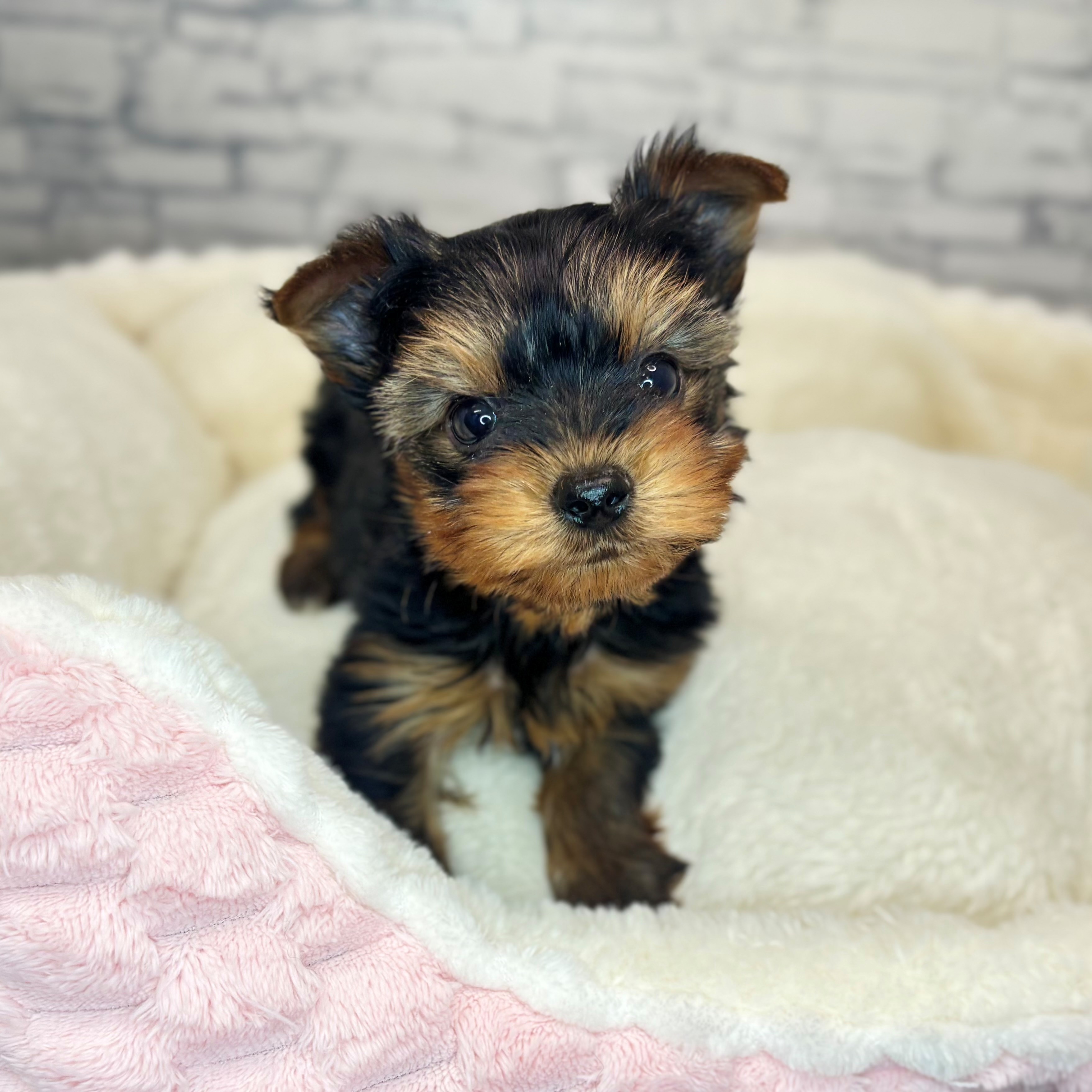 長野県のヨークシャーテリア (犬の家＆猫の里長野店/2025年11月7日生まれ/男の子/スチールブルータン)の子犬