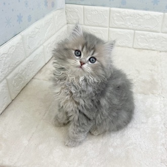 静岡県のミヌエット (犬の家＆猫の里マークイズ静岡店/2025年11月10日生まれ/男の子/ブルーチンチラゴールデン)の子猫