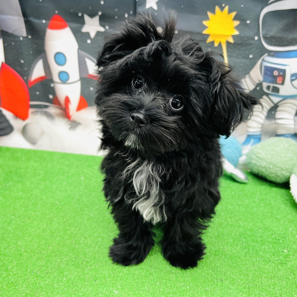 愛知県のポメマル/マルポメ(ポメラニアン×マルチーズ) (犬の家＆猫の里名古屋天白店/2025年11月7日生まれ/男の子/ブラックホワイト)の子犬の1枚目の画像