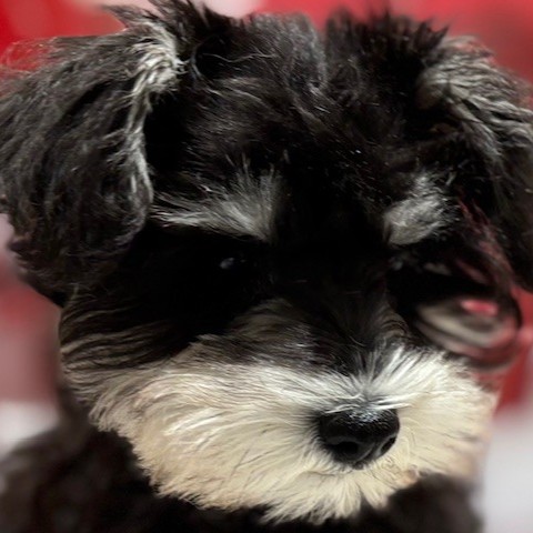 福岡県のミニチュアシュナウザー (犬の家＆猫の里トリアス久山店/2025年11月6日生まれ/女の子/ブラックシルバー)の子犬の1枚目の画像