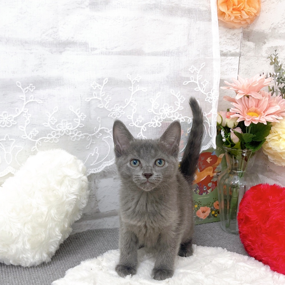 ロシアンブルー男の子の写真