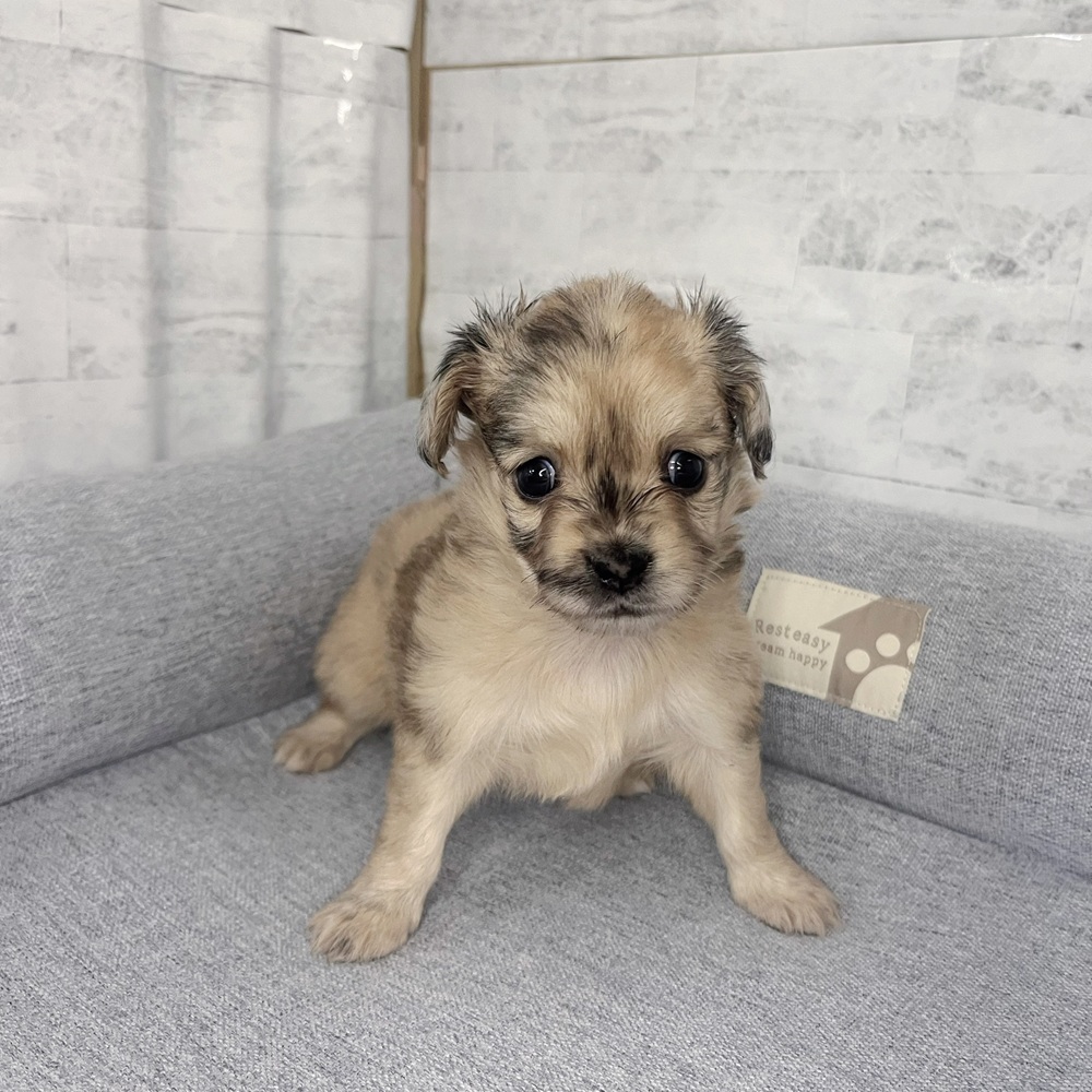 長野県のチワックス(チワワ×ダックス) (犬の家＆猫の里塩尻店/2025年11月18日生まれ/女の子/レッドマール)の子犬の1枚目の画像