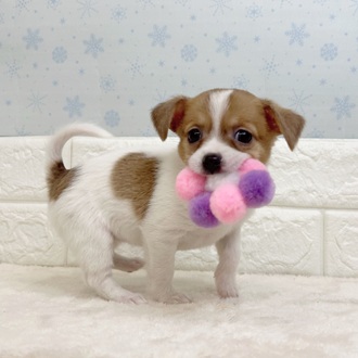 静岡県のハーフ犬・ミックス犬 (犬の家＆猫の里マークイズ静岡店/2025年11月18日生まれ/女の子/ホワイトタン)の子犬の1枚目の画像