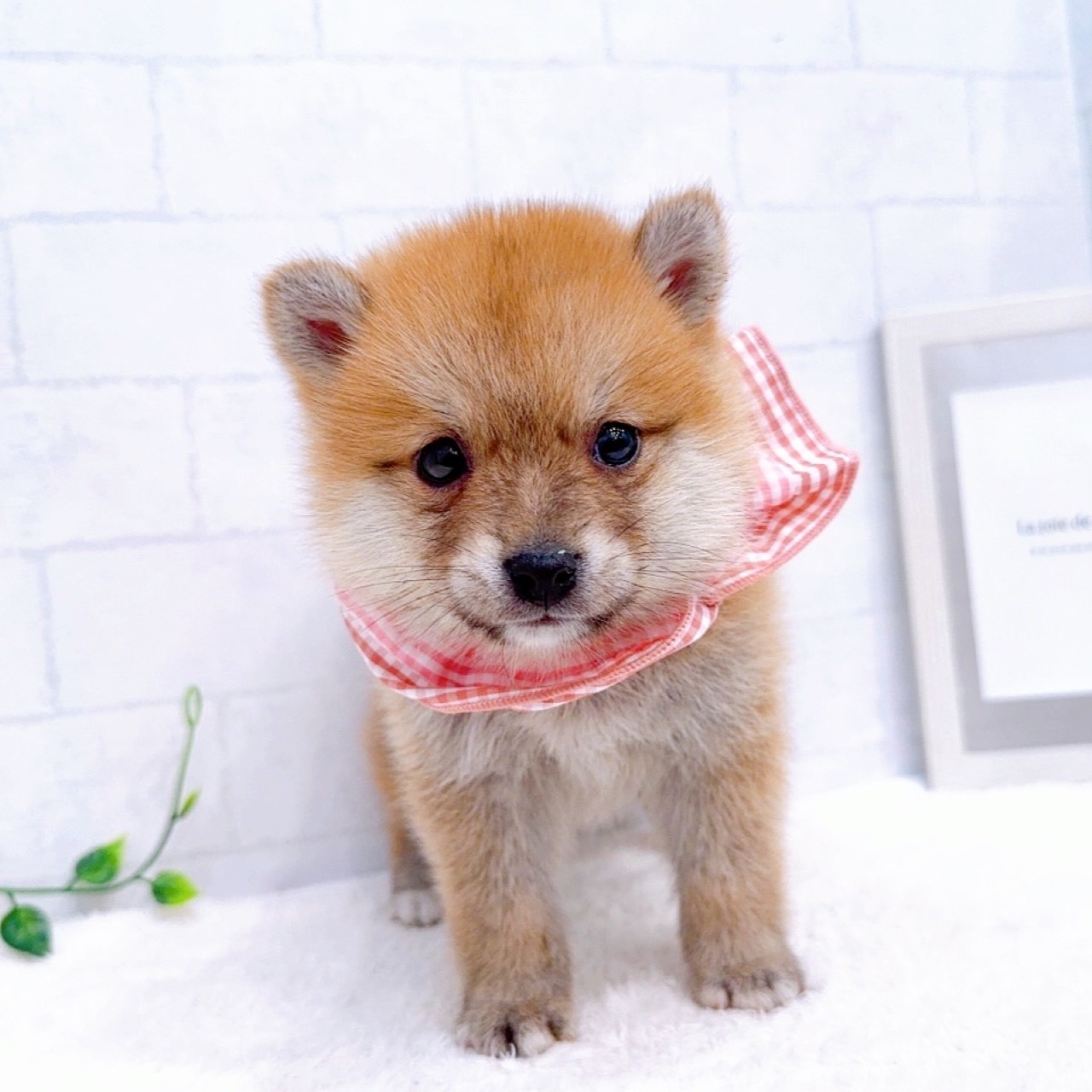 ハーフ犬女の子の写真