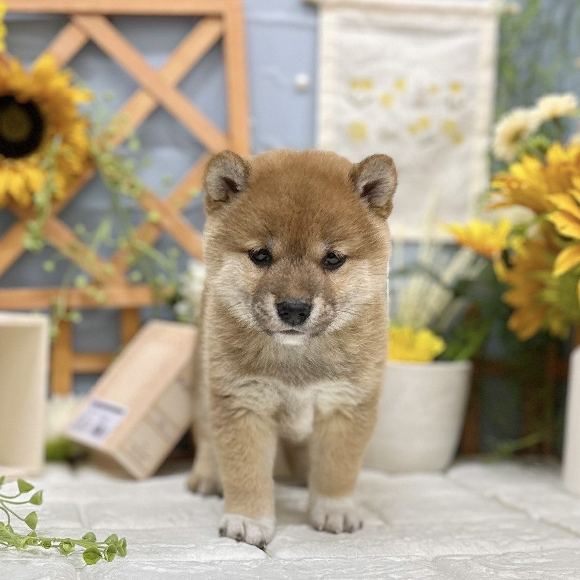 千葉県の柴犬(標準サイズ) (犬の家＆猫の里ワンズモール稲毛店/2025年11月17日生まれ/女の子/赤)の子犬の1枚目の画像