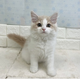 静岡県のスコティッシュフォールド (犬の家＆猫の里マークイズ静岡店/2025年11月16日生まれ/男の子/クリームタビーホワイト)の子猫の1枚目の画像