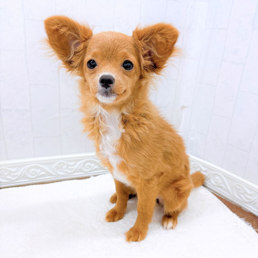 ハーフ犬女の子の写真