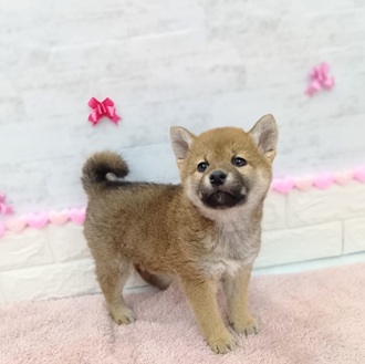 静岡県の柴犬(標準サイズ) (犬の家＆猫の里プレ葉ウォーク浜北店/2025年11月24日生まれ/女の子/赤)の子犬の1枚目の画像