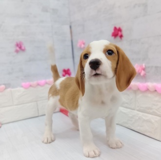 静岡県のビーグル (犬の家＆猫の里プレ葉ウォーク浜北店/2025年11月24日生まれ/男の子/レモンホワイト)の子犬の1枚目の画像