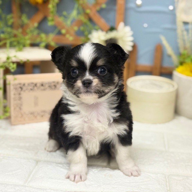 チワワ（ロング）男の子の写真