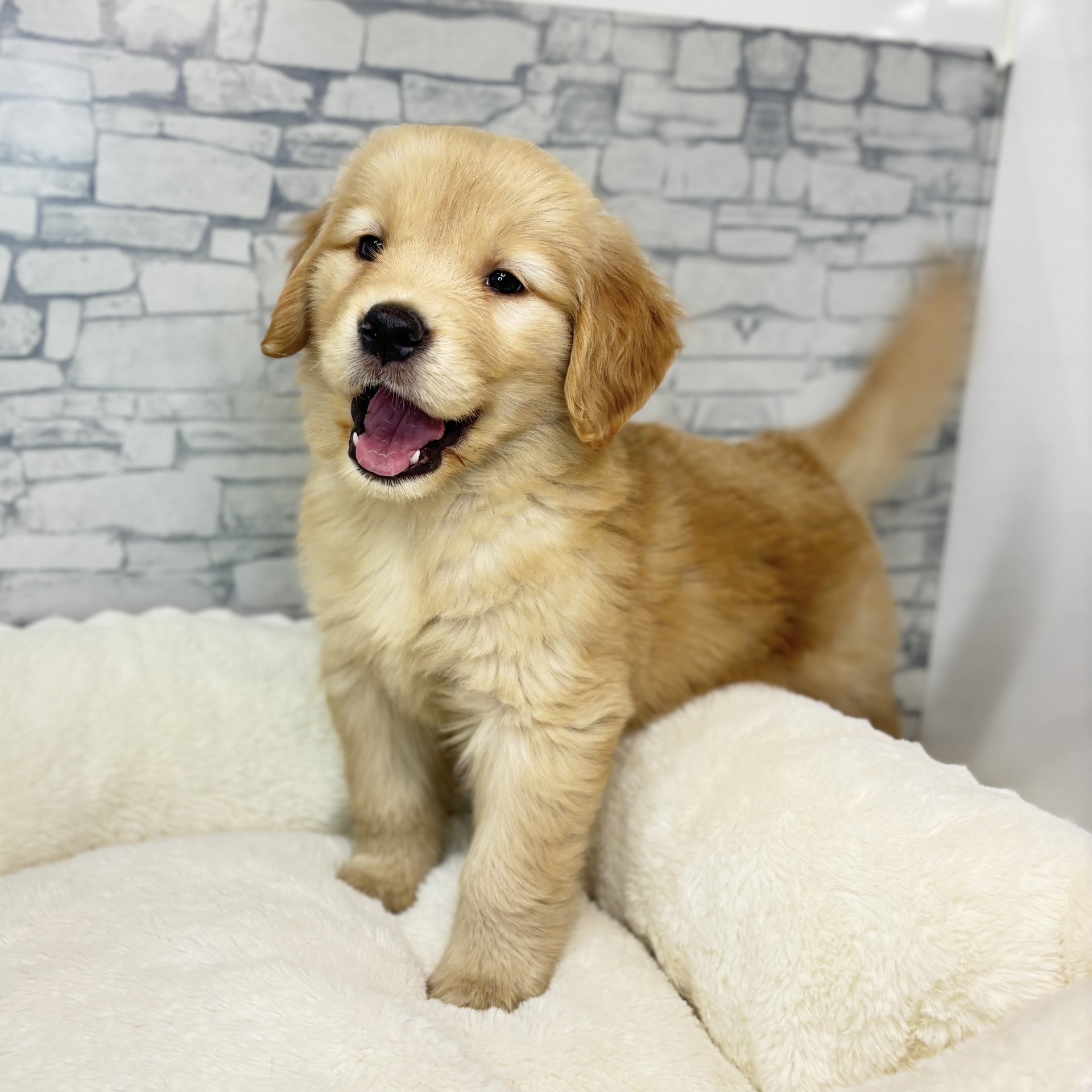 長野県のゴールデンレトリバー (犬の家＆猫の里長野店/2025年11月23日生まれ/女の子/ゴールデン)の子犬の1枚目の画像