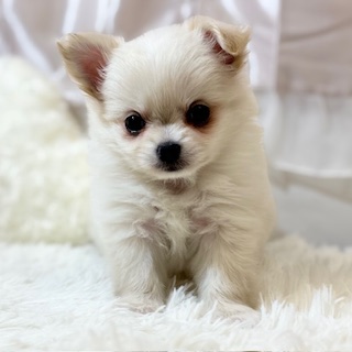 ハーフ犬女の子の写真