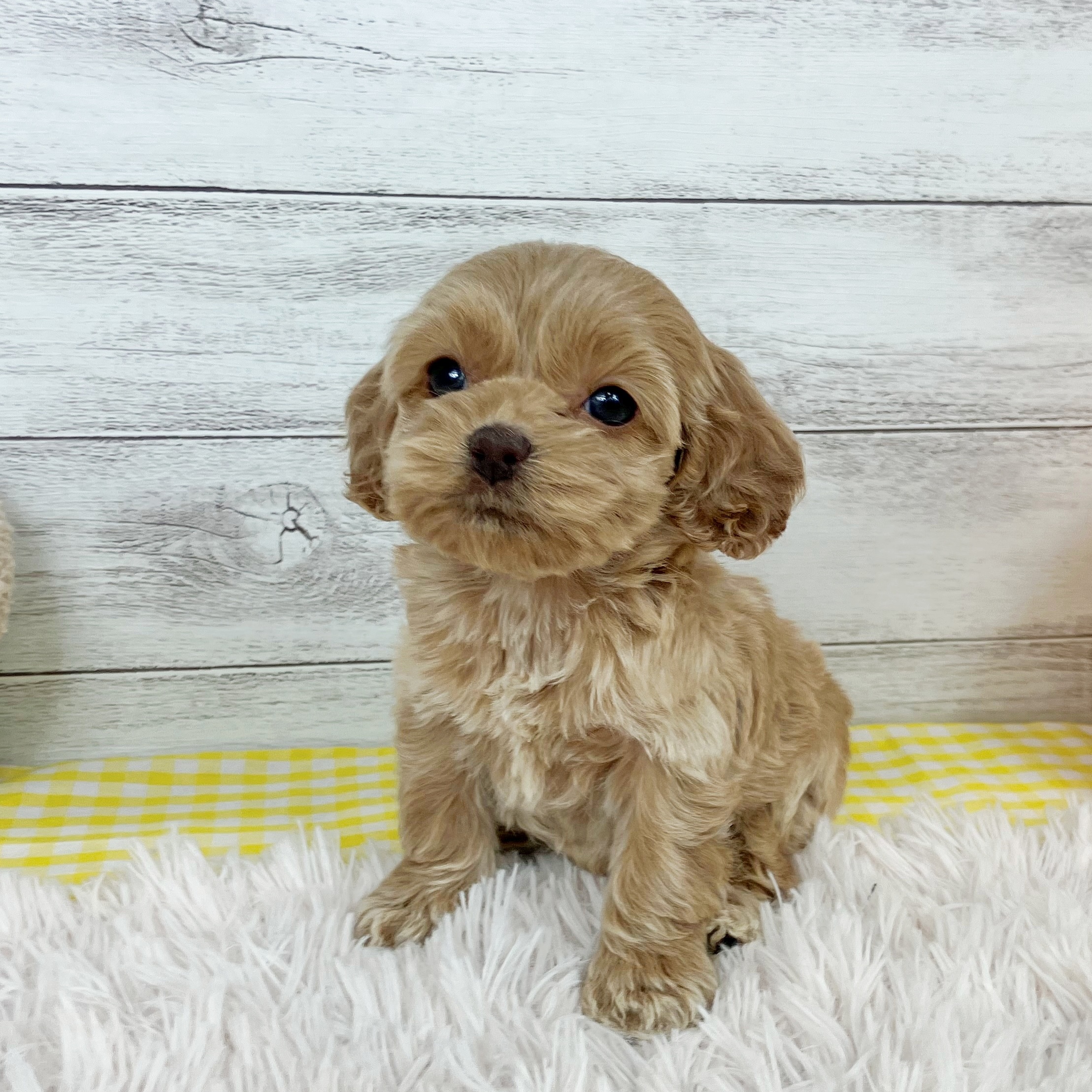 ハーフ犬女の子の写真