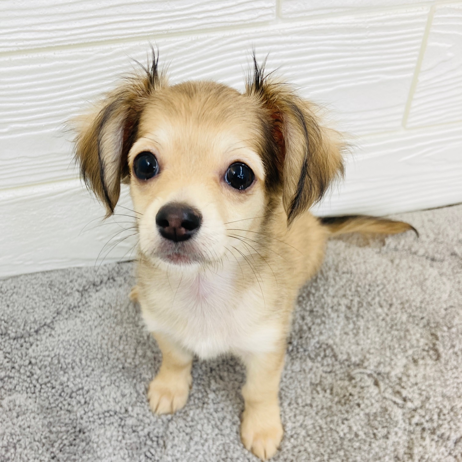 愛知県のチワックス(チワワ×ダックス) (犬の家＆猫の里七宝店/2025年11月30日生まれ/女の子/シェーデットイエロー)の子犬の1枚目の画像