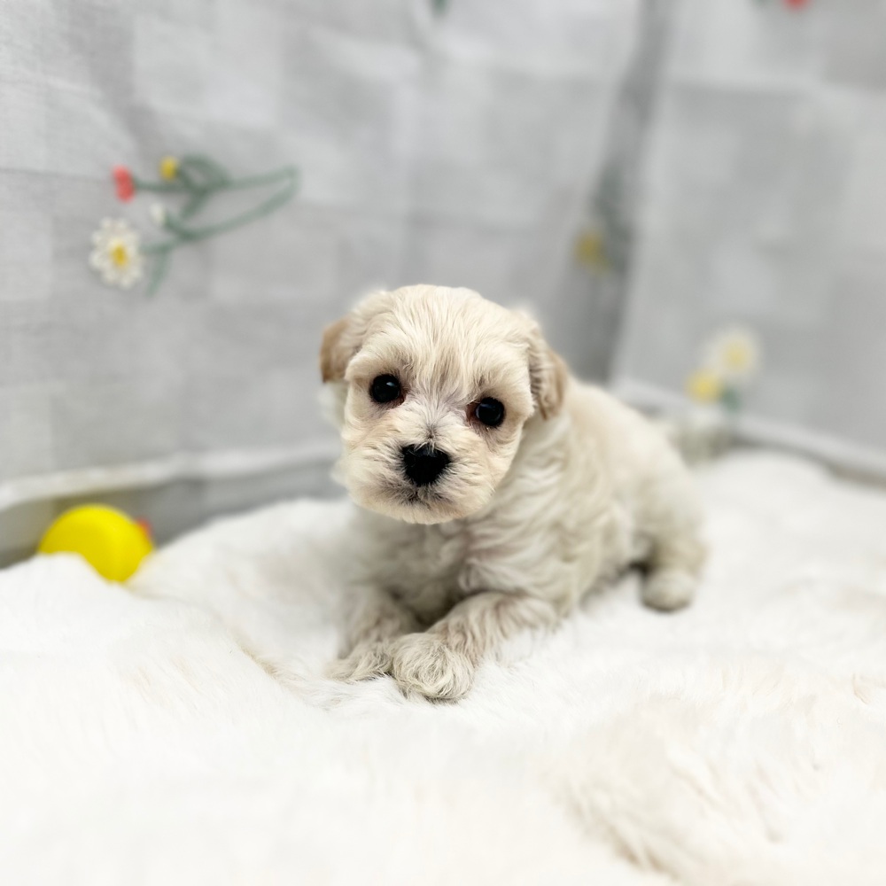 ハーフ犬男の子の写真