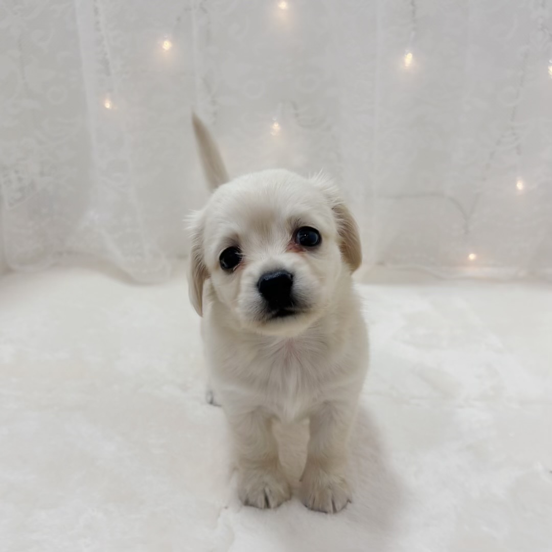 ハーフ犬女の子の写真