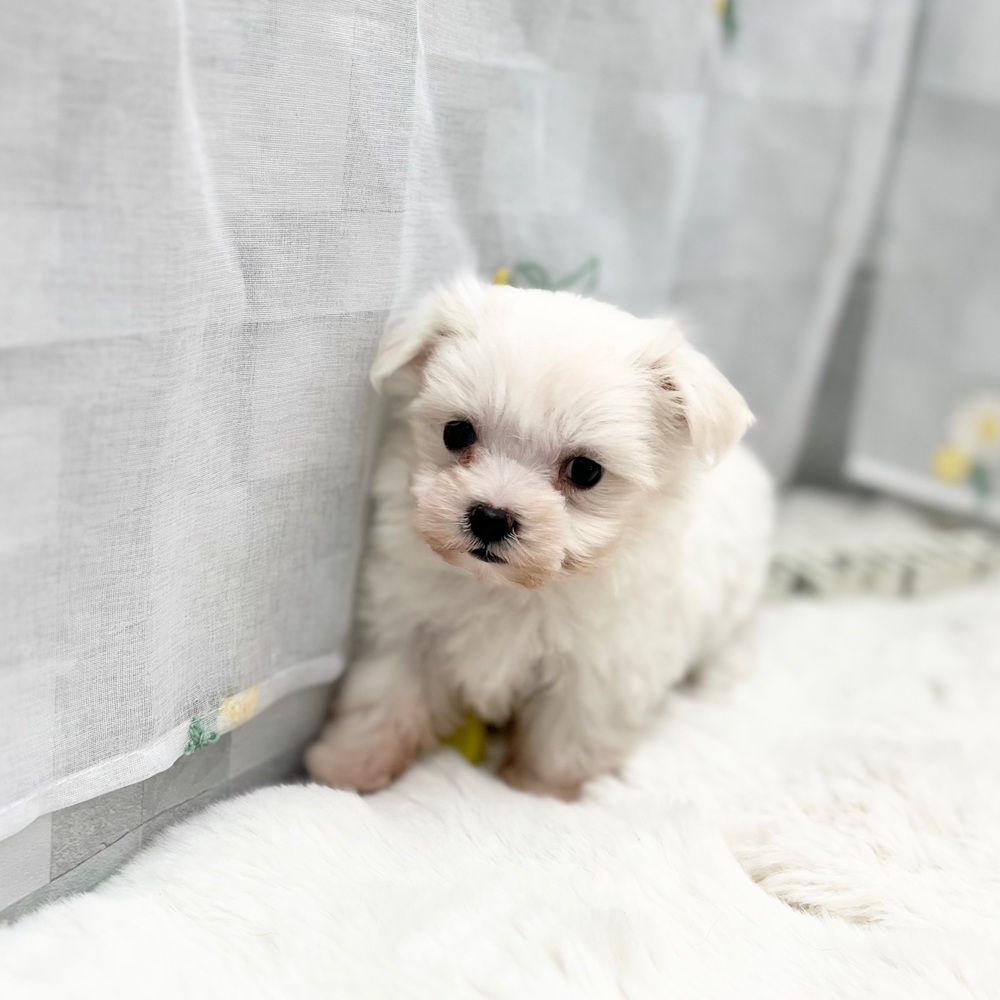 マルチーズ女の子の写真