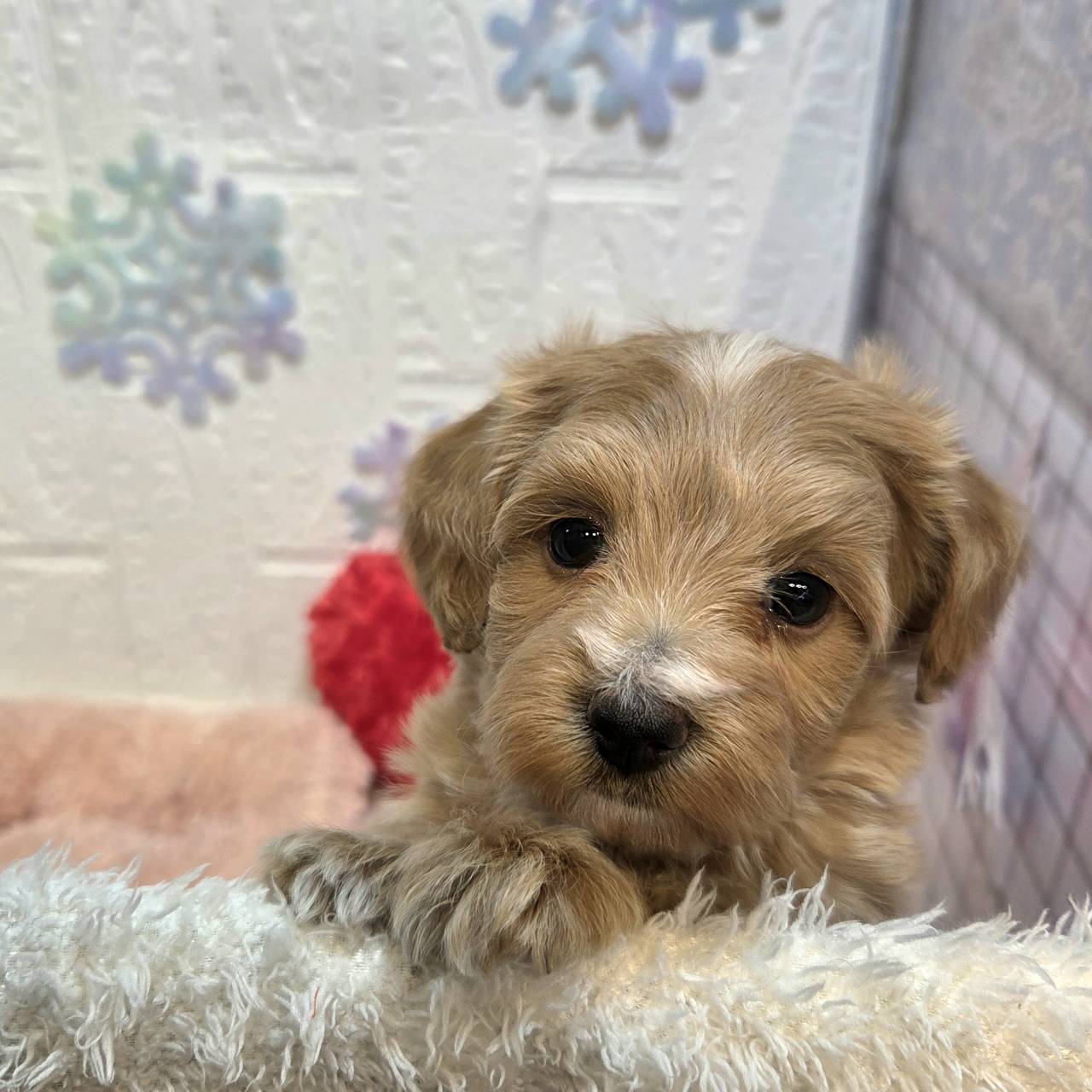 ハーフ犬女の子の写真