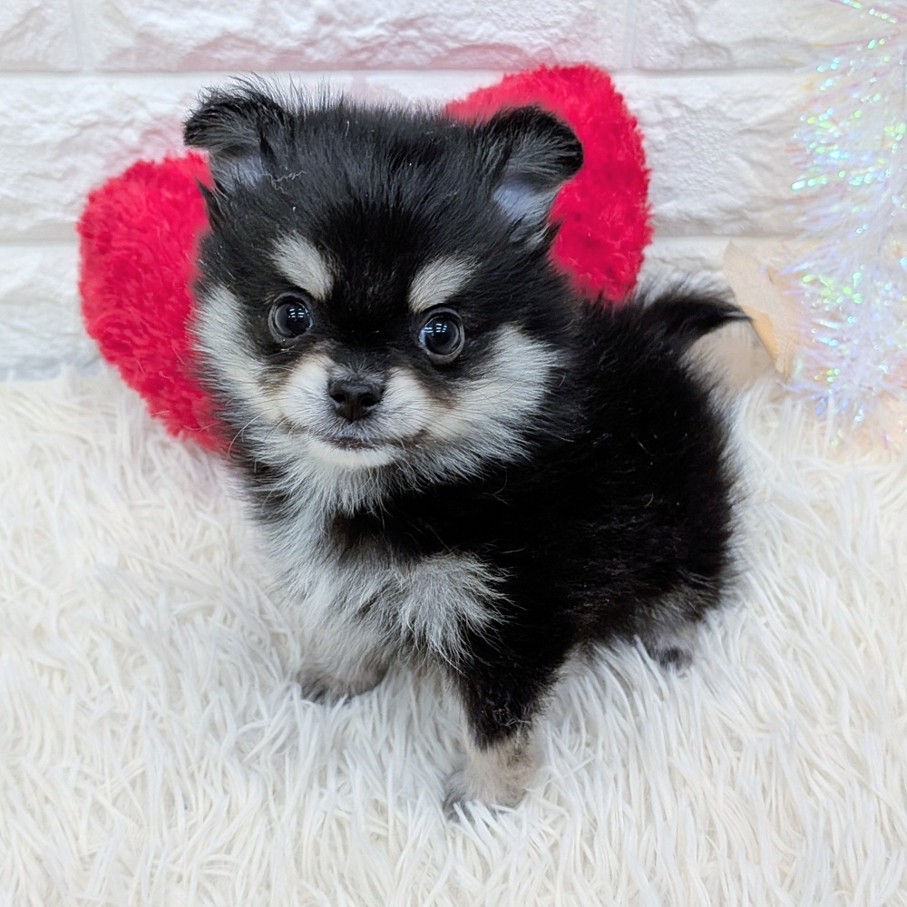 ハーフ犬男の子の写真