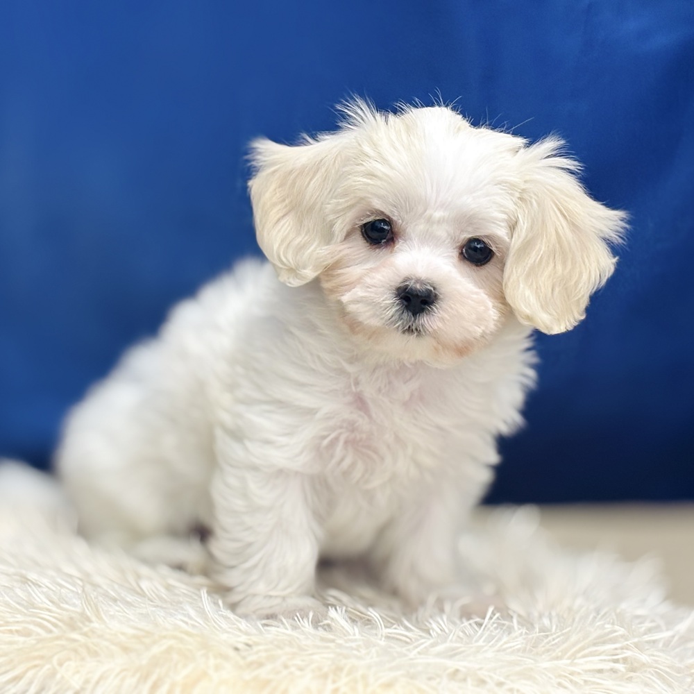 岐阜県のマルキャバ/キャバチーズ(マルチーズ×キャバリア) (犬の家＆猫の里中津川店/2025年12月6日生まれ/女の子/ブレンハイム)の子犬の1枚目の画像