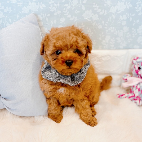 福井県のトイプードル(トイ) (犬の家＆猫の里福井店/2025年12月5日生まれ/男の子/レッドフォーン)の子犬の1枚目の画像