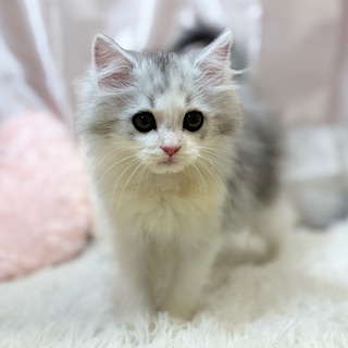 兵庫県のラガマフィン (犬の家＆猫の里カナート西神戸店/2025年11月13日生まれ/男の子/シルバータビーホワイト)の子猫の1枚目の画像