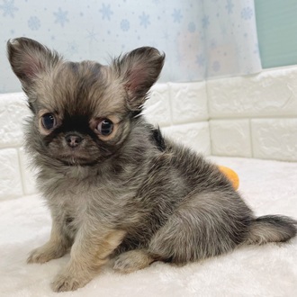 静岡県のチワワ(ロング) (犬の家＆猫の里マークイズ静岡店/2025年12月7日生まれ/女の子/フォーン)の子犬の1枚目の画像