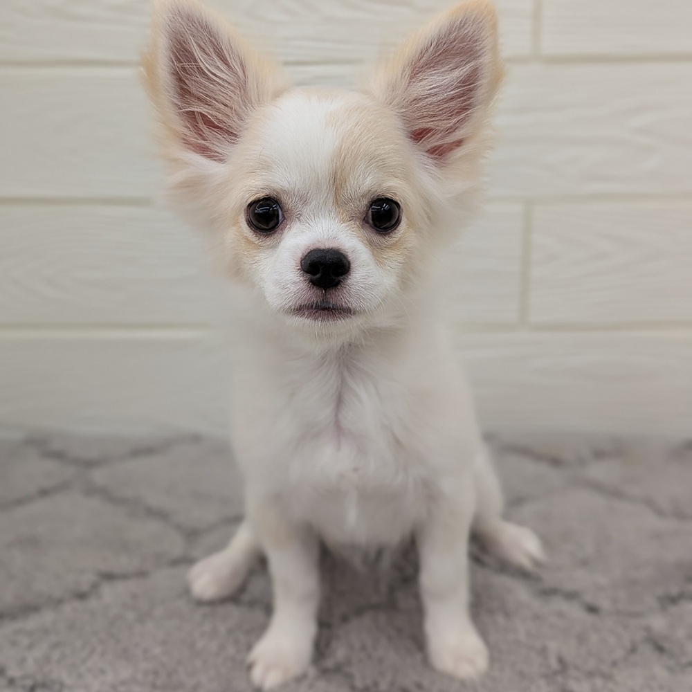 チワワ（ロング）女の子の写真