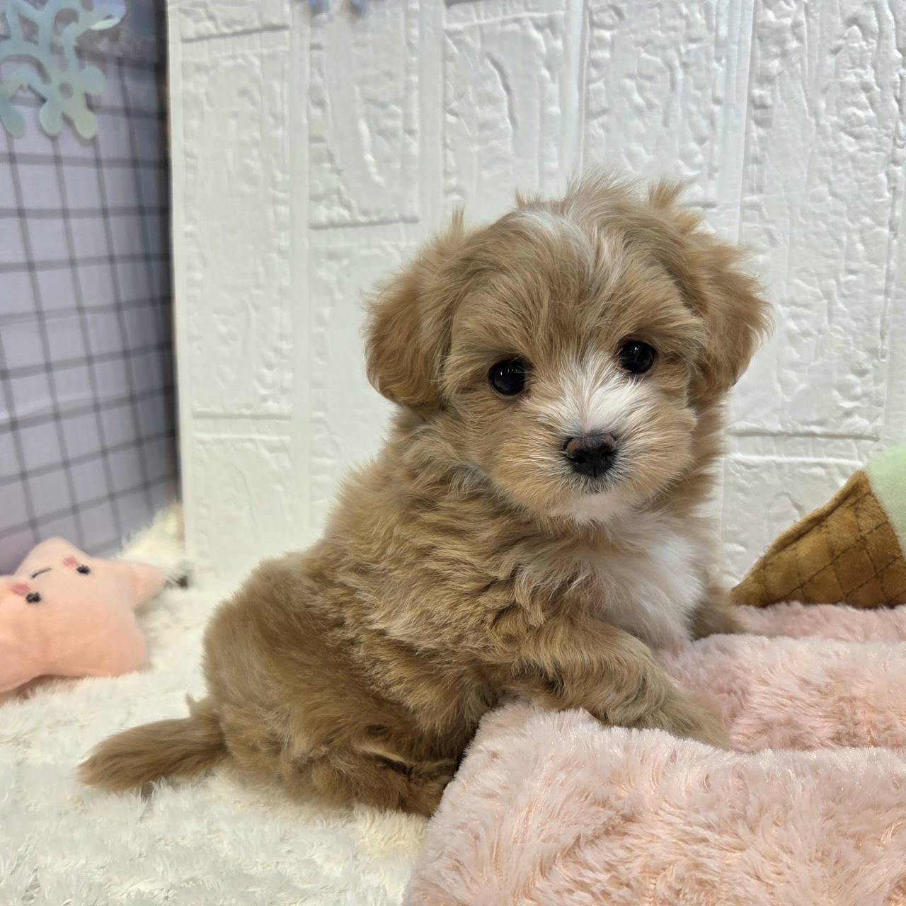 長野県のマルプー(マルチーズ×プードル) (犬の家＆猫の里カインズ梓川店/2025年12月9日生まれ/男の子/アプリコット)の子犬の1枚目の画像