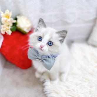 滋賀県のラグドール (犬の家＆猫の里長浜店/2025年12月11日生まれ/女の子/ブルーポイントバイカラー)の子猫の1枚目の画像