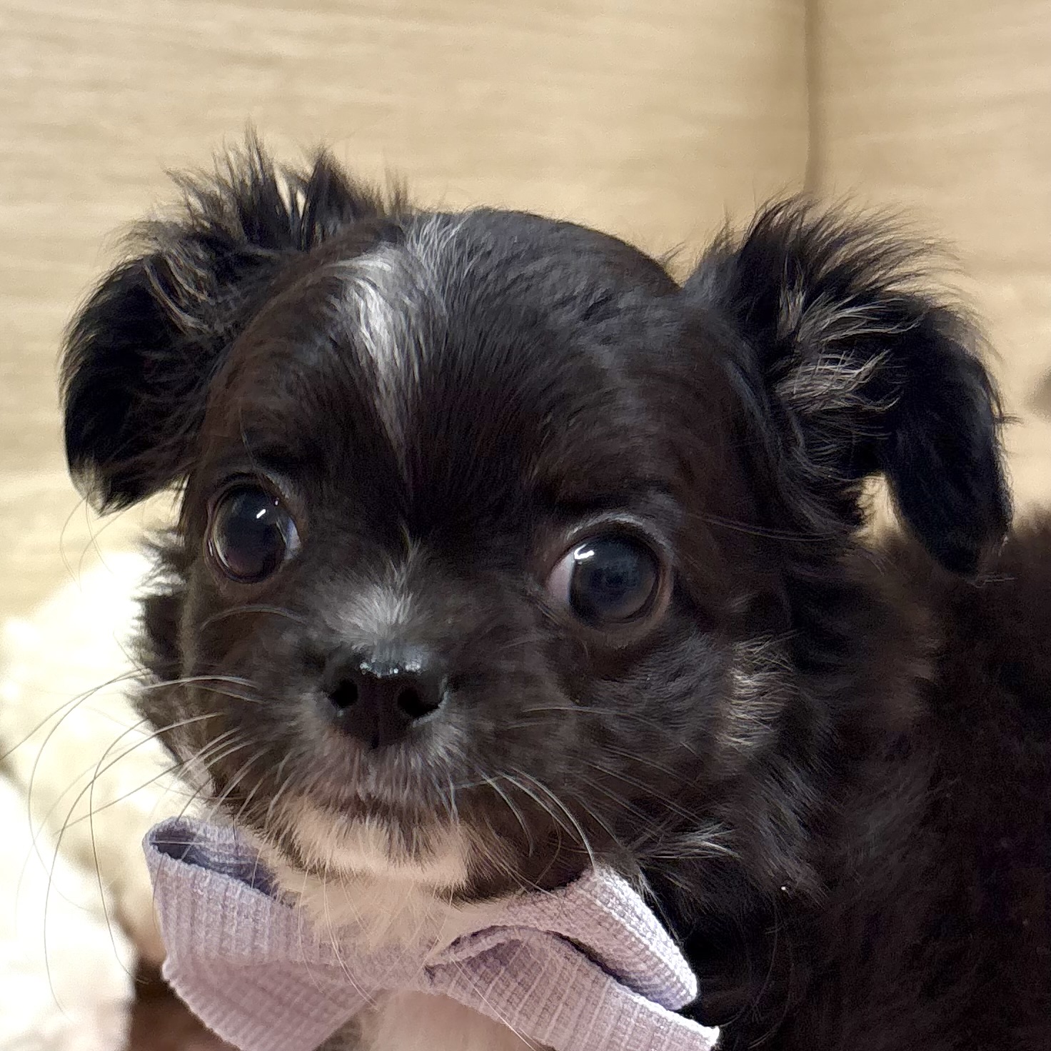 大阪府のチワワ(ロング) (犬の家＆猫の里そよら東岸和田店/2025年12月12日生まれ/男の子/ブラックホワイト)の子犬