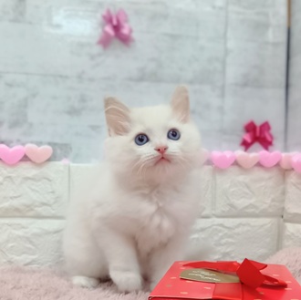 静岡県のラグドール (犬の家＆猫の里プレ葉ウォーク浜北店/2025年12月12日生まれ/男の子/ブルーポイントバイカラー)の子猫の1枚目の画像