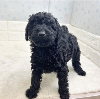 静岡県のトイプードル(トイ) (犬の家＆猫の里マークイズ静岡店/2025年12月10日生まれ/女の子/ブラック)の子犬