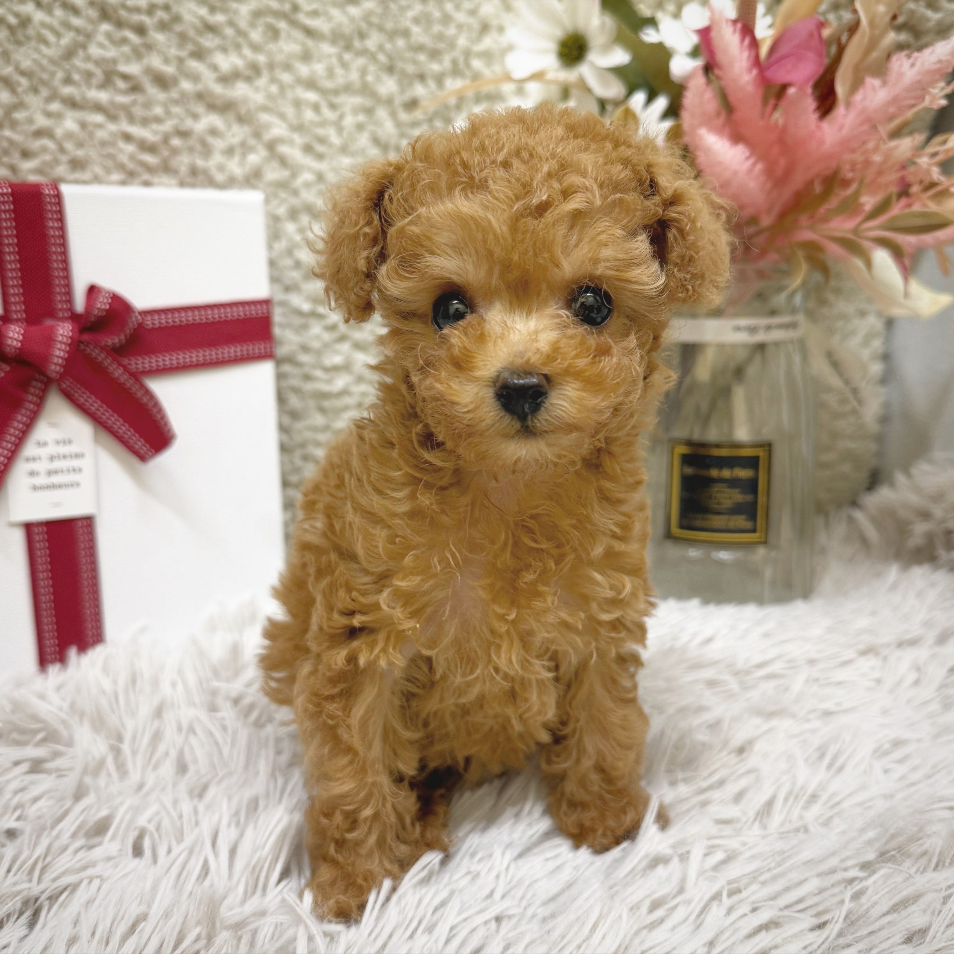 静岡県のトイプードル(ティーカップ) (犬の家＆猫の里藤枝店/2025年12月11日生まれ/女の子/アプリコット)の子犬