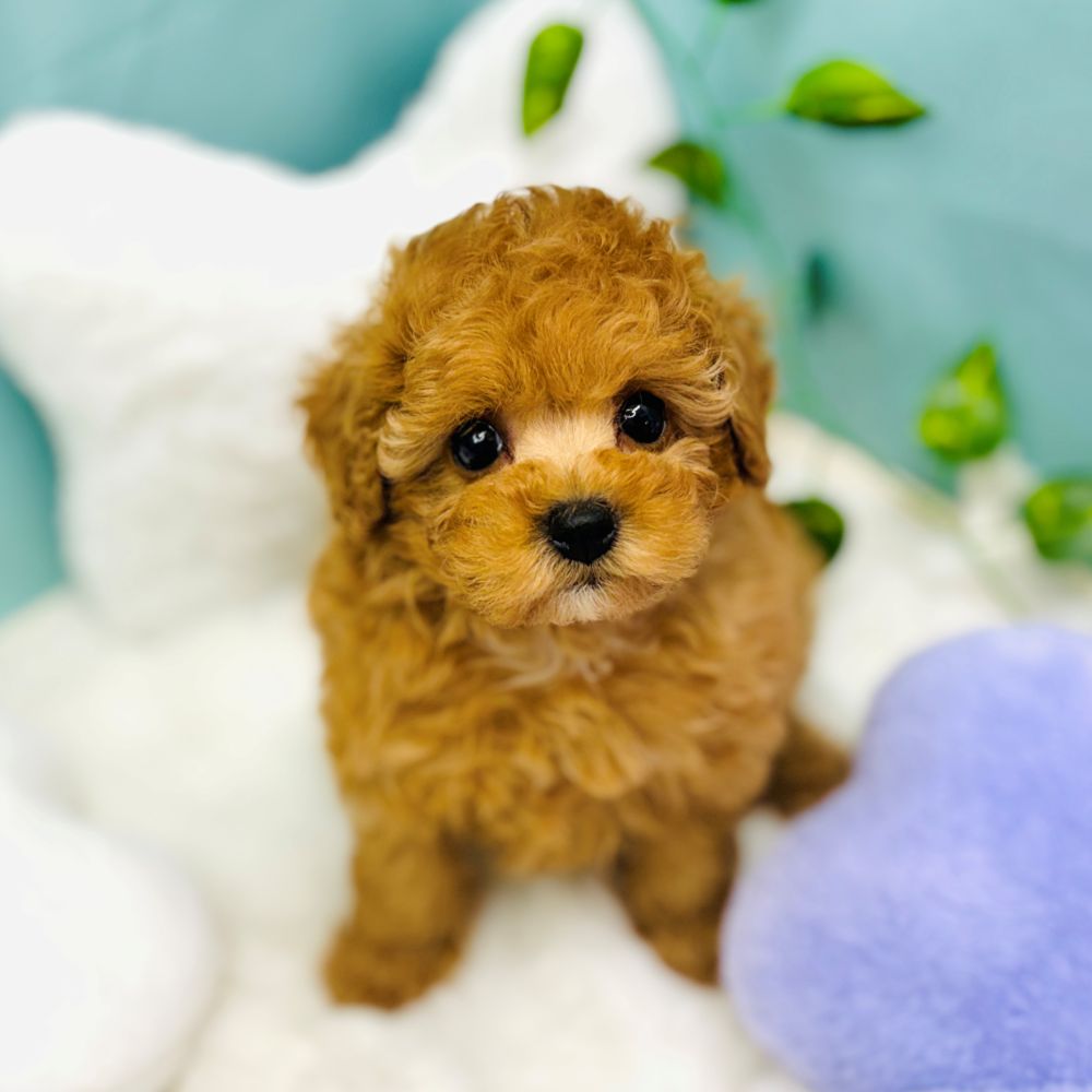 愛知県のトイプードル(トイ) (犬の家＆猫の里愛知刈谷店/2025年12月17日生まれ/女の子/オレンジフォーン)の子犬の1枚目の画像
