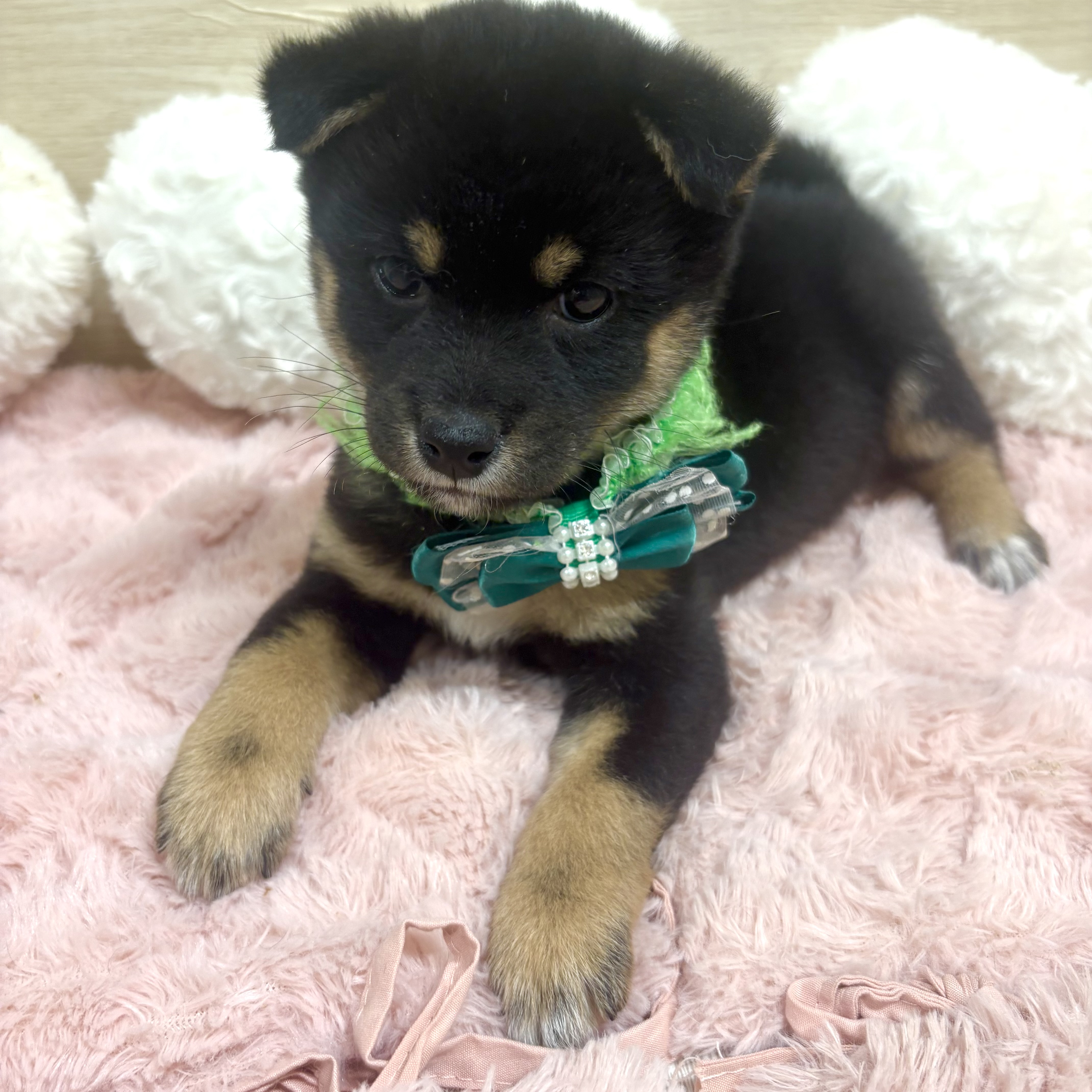 大阪府の豆柴 黒 男の子のご紹介(200251) | ペットショップ 犬の家&猫