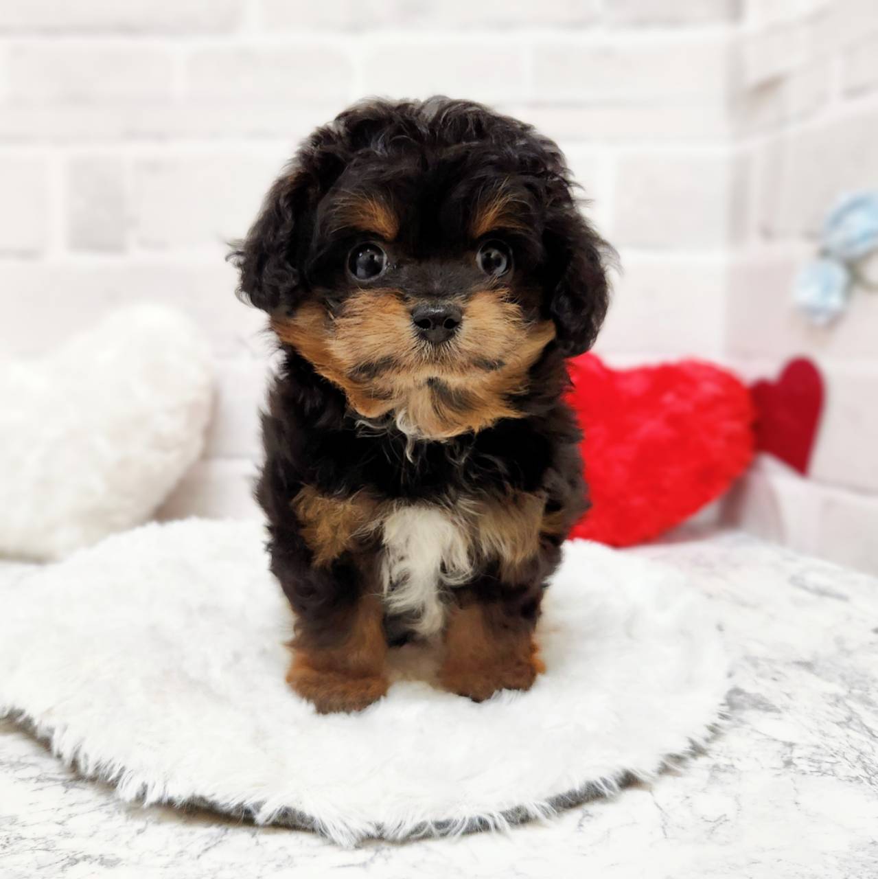 京都府のチワプー/プーチー(チワワ×プードル) (犬の家＆猫の里京都精華店/2025年12月16日生まれ/女の子/ブラックタンホワイト)の子犬